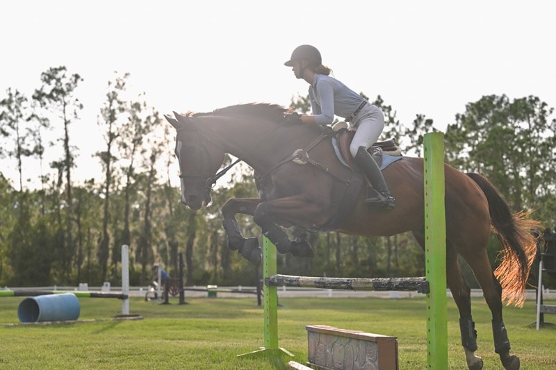 Horse at Bradford Equestrian